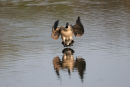 06-4018 Canada Goose (Branta canadensis) About to Land on Pond